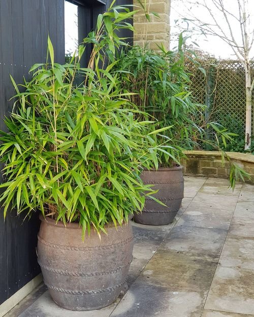 Growing Bamboo in Pots