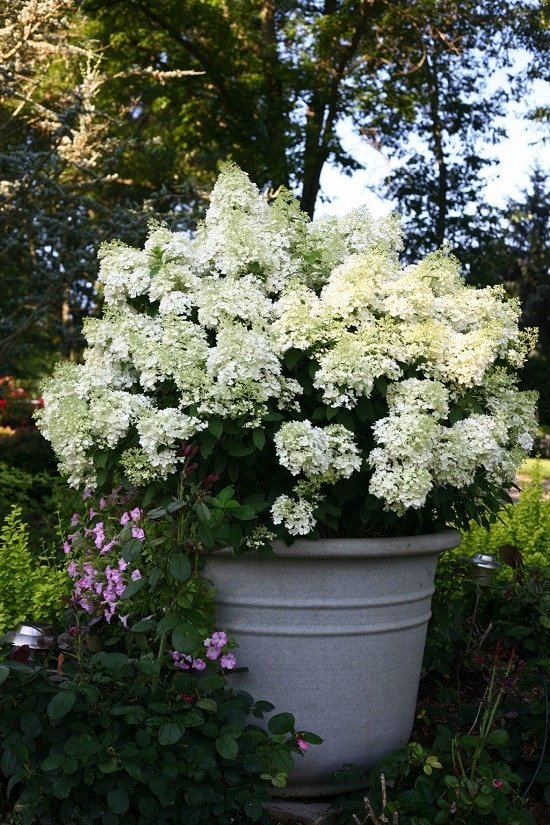 Bushes with White Flowers 2