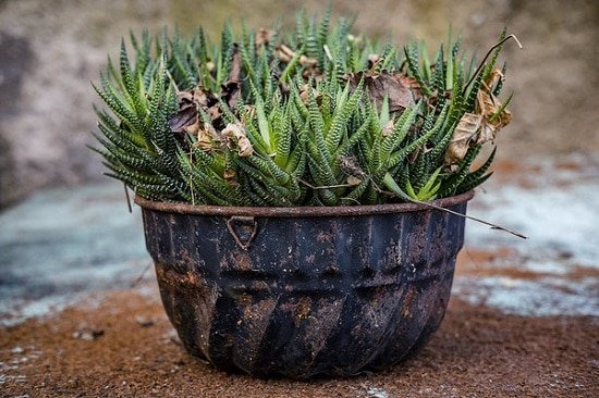 Best Succulents to Propagate from Cuttings easily at home