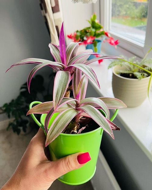 wandering jew different name