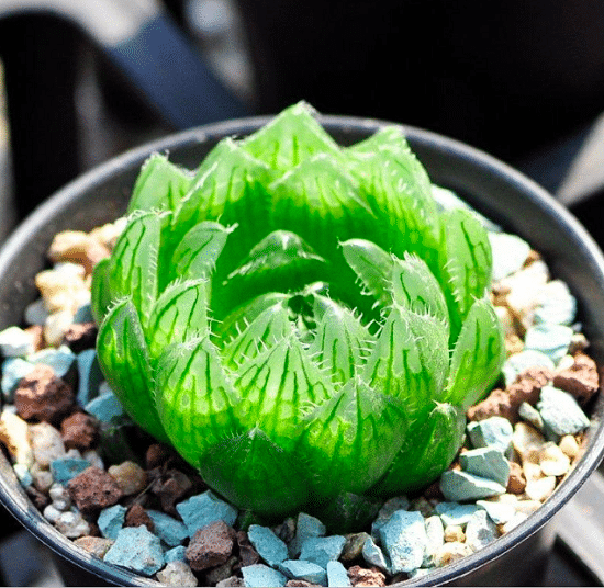 Types of Haworthia to grow in pots