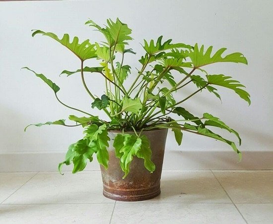 Best Types of Philodendron 