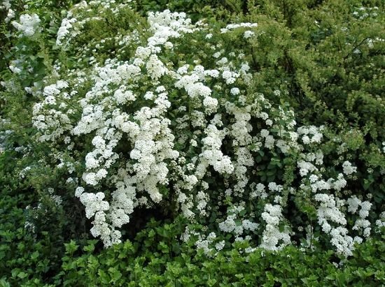 Bushes with White Flowers 6