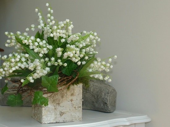 Indoor Plants with White Flowers for your house