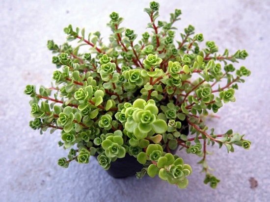 Best Succulents to Propagate from Cuttings 2