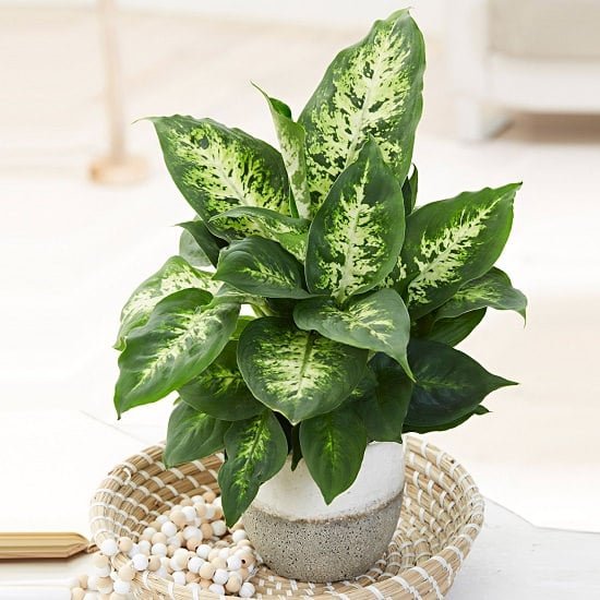 Types of Dieffenbachia for rooms