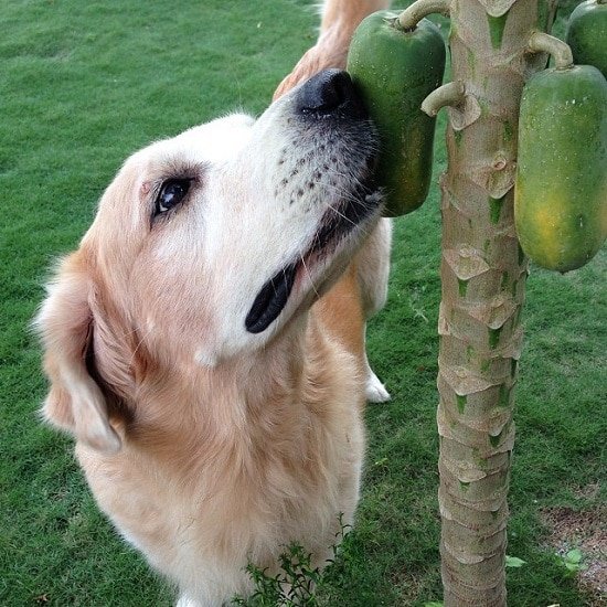 Can Dogs Eat Papaya? Is it safe for them