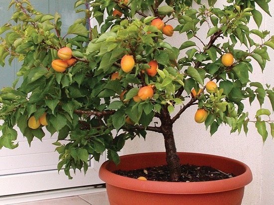 Growing Apricot in Pots | Growing Apricot Trees in Containers |