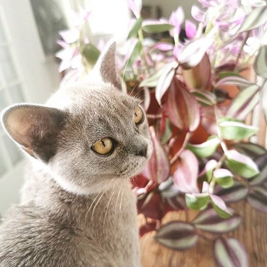 wandering jew ok for cats