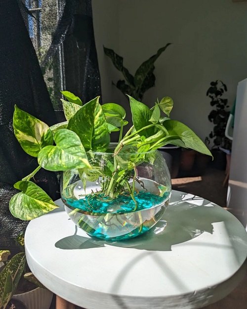 Indoor Plants You Can Grow in Glass Containers 2