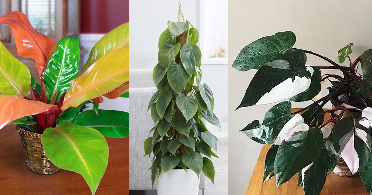 16 Types Philodendron | Indoor Philodendron to