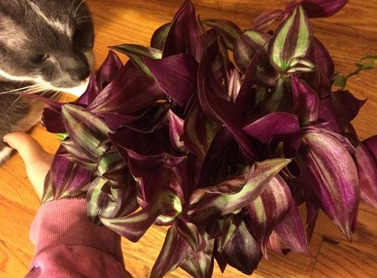 Wondering is wandering jew toxic to cats and dogs? Discover the answer about this wonderful houseplant in our informative post!