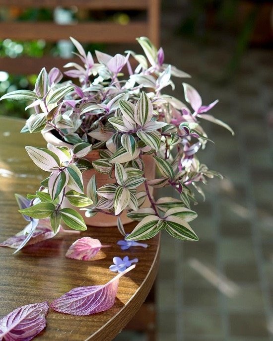 is a wandering jew plant poisonous to cats