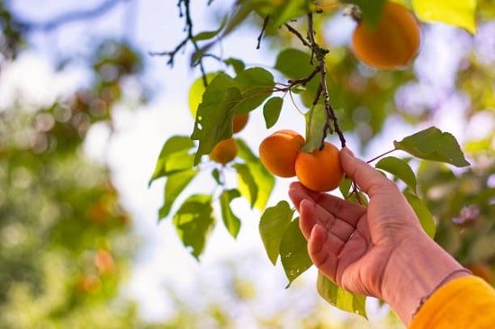 Growing Apricot in Pots easily 