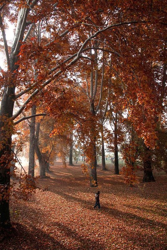 Everything About Chinar Trees that you need to know!
