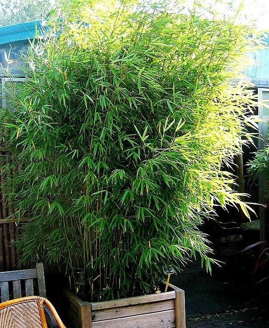 Growing Bamboo In Pots Best Bamboo To Grow In Containers