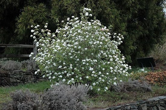 Bushes with White Flowers