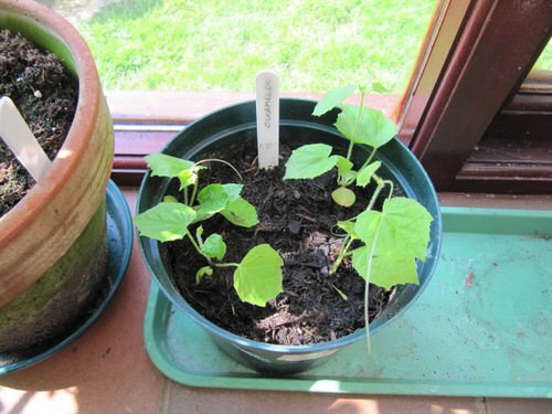 How to Grow Cucamelon 3