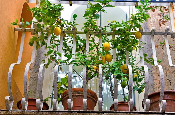 Best Plants for Balcony that you can grow and change its look