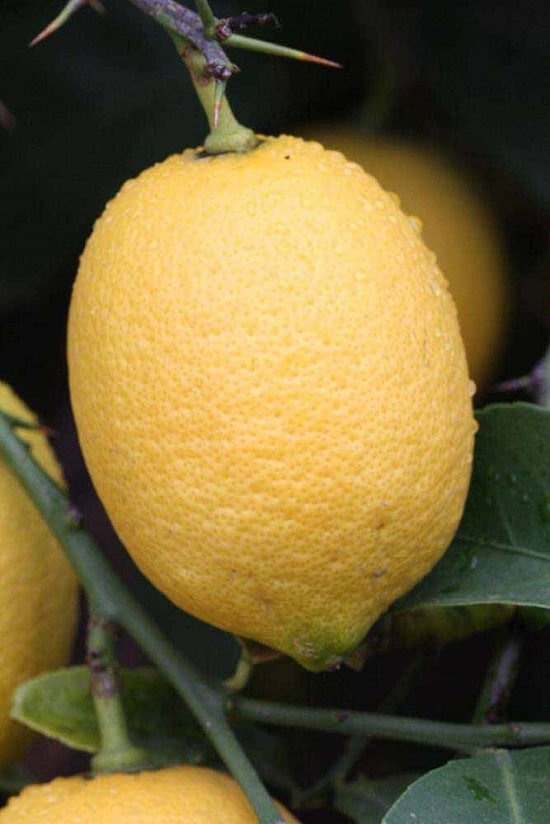 Different Types of Lemons with Pictures 10