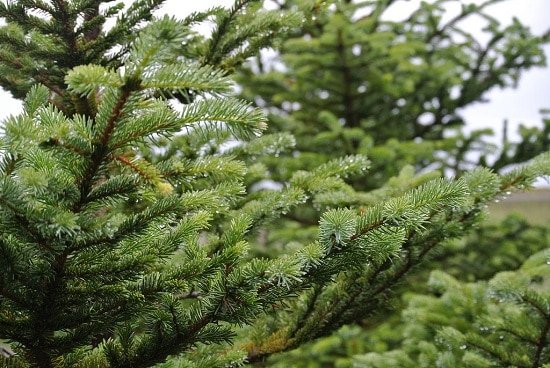 Different Types of Spruce Tree 11