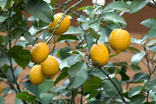 Different Types of Lemons with Pictures 12