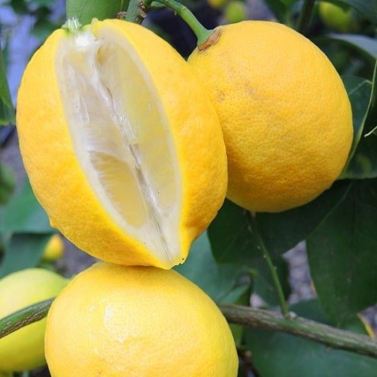 Different Types of Lemons with Pictures 14