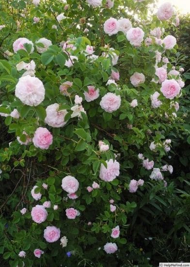 21 Best Thornless Roses You Can Grow 