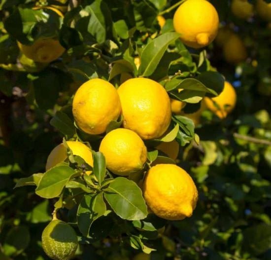 Types of Lemons in California