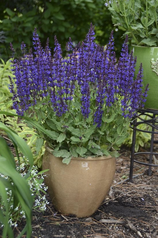Purple Plants in Texas