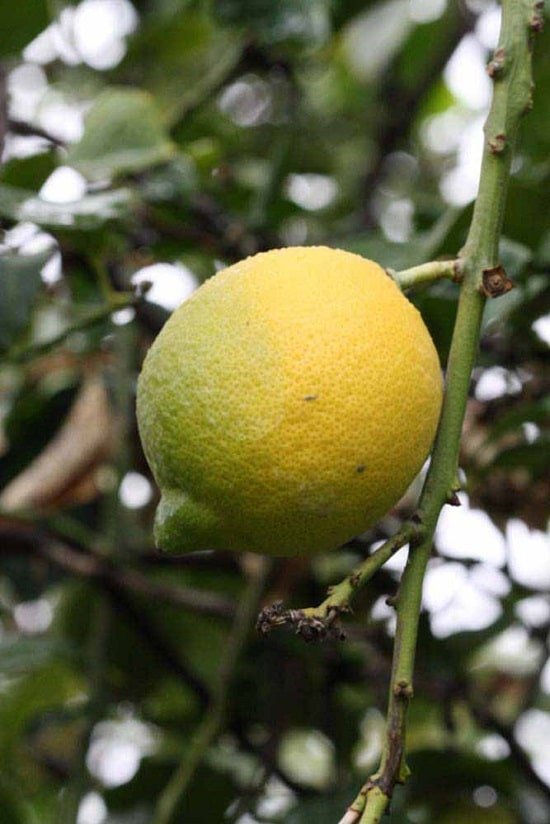 Different Types of Lemons with Pictures 58