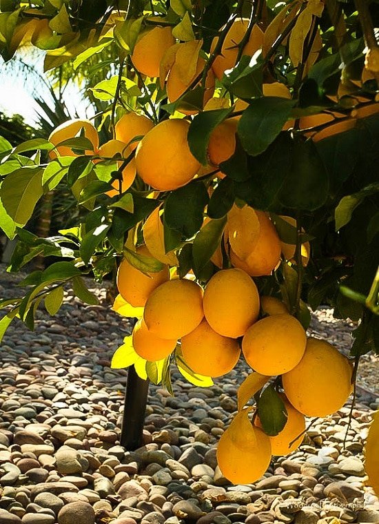 Types of Lemons in California 2