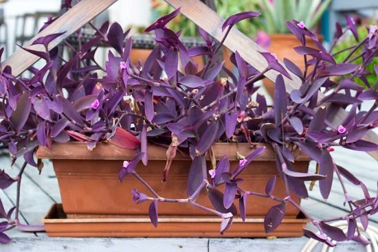 Purple Plants in Texas 2