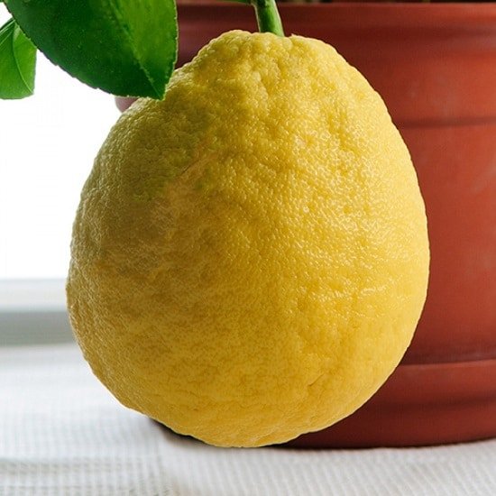 Different Types of Lemons with Pictures 4