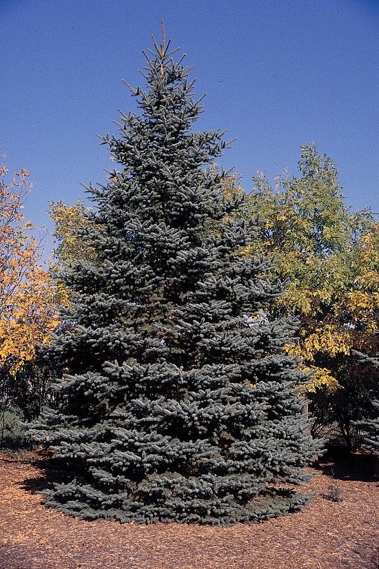 Different Types of Spruce Tree 4