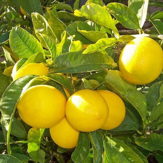 Types of Lemons in California 6