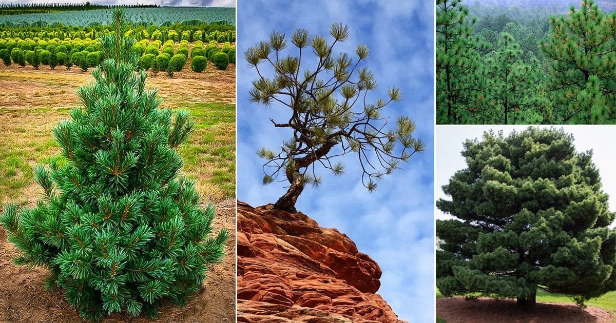 types of conifer trees