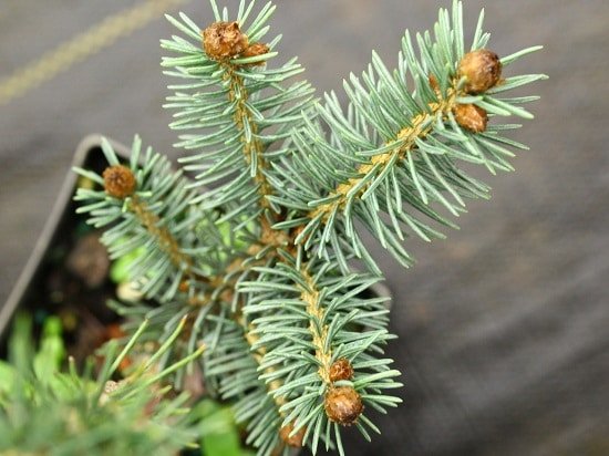 Different Types of Spruce Tree 6