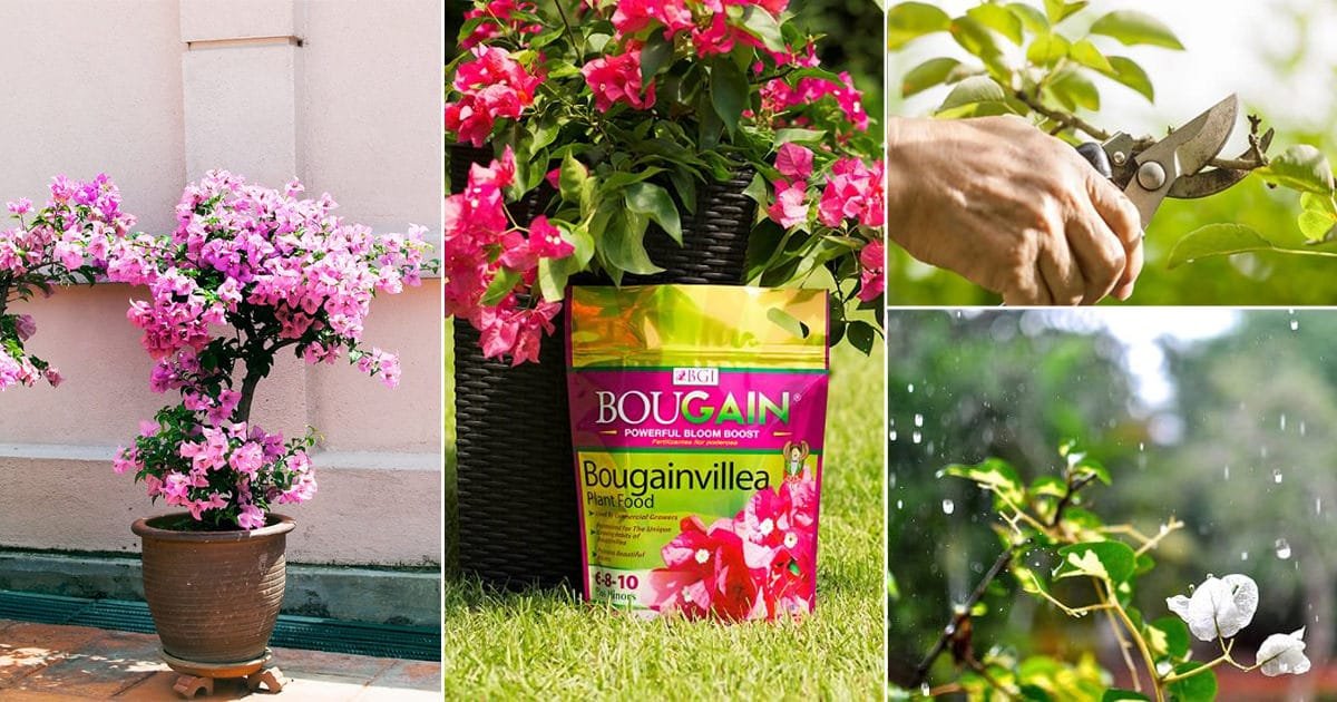 8 Bougainvillea Care Tips | How to Plant