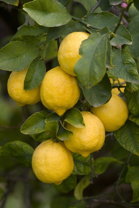 Different Types of Lemons with Pictures 8