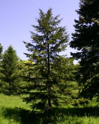 13 Different Types of Spruce Tree | Spruce Tree Varieties