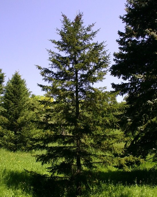 Different Types of Spruce Tree 9