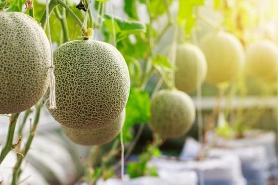 How to Grow Cantaloupes Vertically 2