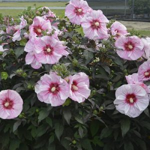 31 Types of Hibiscus | Different Varieties of Hibiscus | Balcony Garden Web