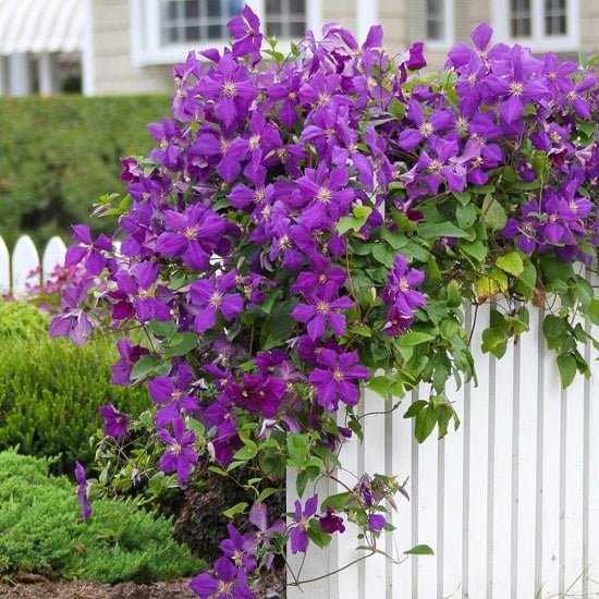 Types of Clematis 14