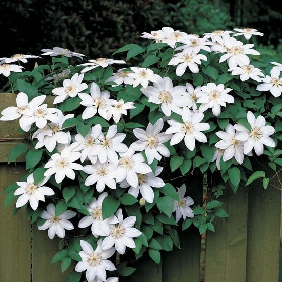 Types of Clematis 2