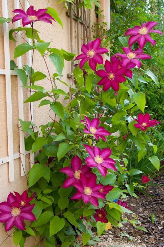 Types of Clematis 18