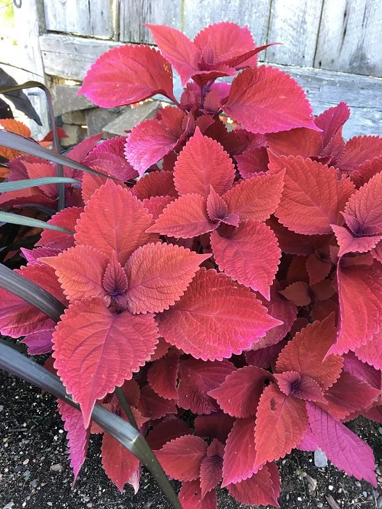 Red Plants in Florida 7