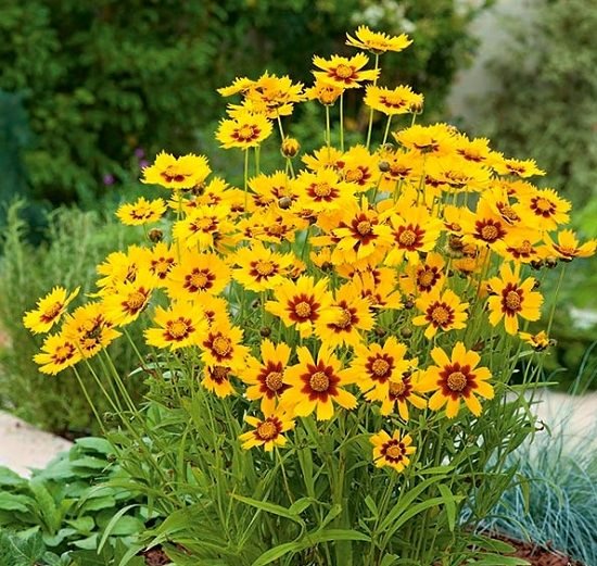 Best Flowers to Plant in Florida