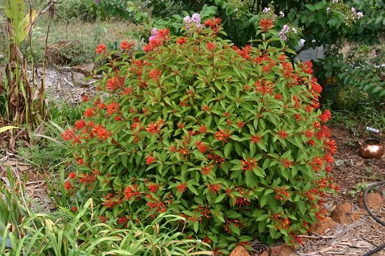 Best Flowers to Plant in Florida 9